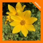 ~ Bidens aristosa, Bearded Beggarticks