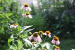 ~ Echinacea purpurea, Eastern Purple Coneflower 