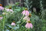 ~ Echinacea purpurea, Eastern Purple Coneflower 