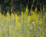 ~ Solidago speciosa, Showy Goldenrod