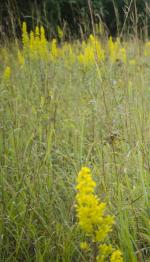 ~ Solidago speciosa, Showy Goldenrod