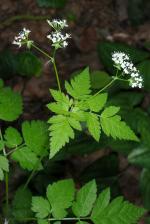 Osmorhiza longistylis, Aniseroot 