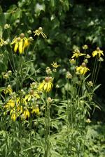 Ratibida pinnata, Grey-headed Prairie Coneflower