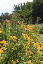 Ratibida pinnata, Grey-headed Prairie Coneflower