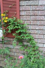 Strophostyles helvola, Trailing Wild Bean 