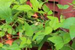 Strophostyles helvola, Trailing Wild Bean 