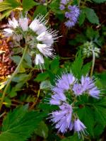 Hydrophyllum virginianum, Virginia Waterleaf