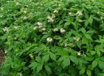 Hydrophyllum virginianum, Virginia Waterleaf