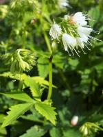 Hydrophyllum virginianum, Virginia Waterleaf
