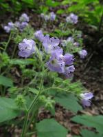 Hydrophyllum appendiculatum, Great Waterleaf 