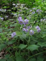 Hydrophyllum appendiculatum, Great Waterleaf 