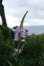 Physostegia virginiana, Obedient Plant