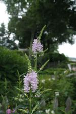 Physostegia virginiana, Obedient Plant