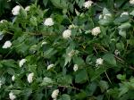 Physocarpus opulifolius, Prairie Ninebark