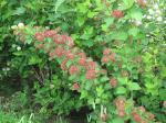 Physocarpus opulifolius, Prairie Ninebark