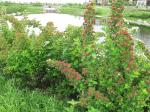 Physocarpus opulifolius, Prairie Ninebark