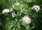 Physocarpus opulifolius, Prairie Ninebark