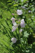 ~ Iliamna remota, Kankakee Mallow