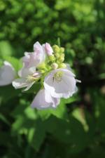 ~ Iliamna remota, Kankakee Mallow