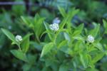 Ceanothus americanus, New Jersey Tea