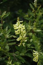 Astragalus canadensis, Canada Milk Vetch