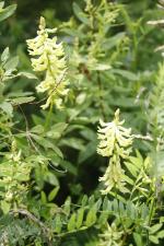 Astragalus canadensis, Canada Milk Vetch