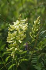 Astragalus canadensis, Canada Milk Vetch