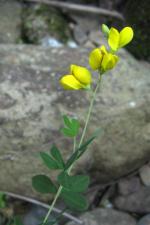 Baptisia tinctoria, Small Yellow Wild Indigo