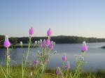 Dalea purpurea, Purple Prairie Clover