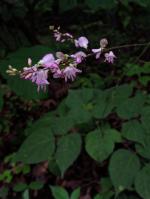 Hylodesmum glutinosum, Large Tick-Trefoil
