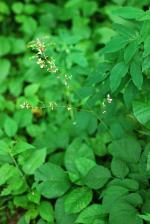 Hylodesmum glutinosum, Large Tick-Trefoil