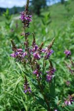 Desmodium canadense, Showy Tick Trefoil