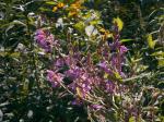 Desmodium canadense, Showy Tick Trefoil