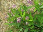 Desmodium canadense, Showy Tick Trefoil