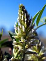 Glycyrrhiza lepidota, Wild Licorice