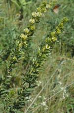 Lespedeza capitata, Round-headed Bush Clover 