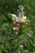 Tephrosia virginiana, Virginia Goat&#039;s Rue 