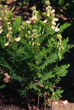 Tephrosia virginiana, Virginia Goat&#039;s Rue 