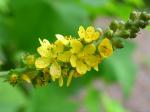 Agrimonia gryposepala, Tall Hairy Agrimony