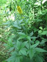 Agrimonia gryposepala, Tall Hairy Agrimony