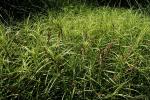 Carex muskingumensis, Palm Sedge 