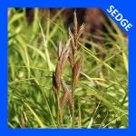 Carex muskingumensis, Palm Sedge 