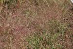 Eragrostis spectabilis, Purple Lovegrass