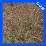 Eragrostis spectabilis, Purple Lovegrass