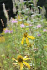 Rudbeckia laciniata, Cut-leaved Coneflower