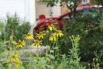 Rudbeckia laciniata, Cut-leaved Coneflower