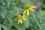 Rudbeckia laciniata, Cut-leaved Coneflower