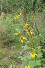 Rudbeckia laciniata, Cut-leaved Coneflower