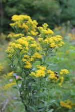 Solidago rigida, Stiff-Leaved Goldenrod