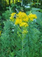 Solidago rigida, Stiff-Leaved Goldenrod